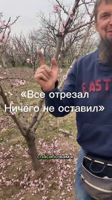 За такую обрезку могут уволить в саду в Турции #огород #сад #природа #обрезка #дача #юмор