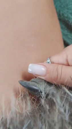 Чьи такие большие когти? смотрите в этом видео