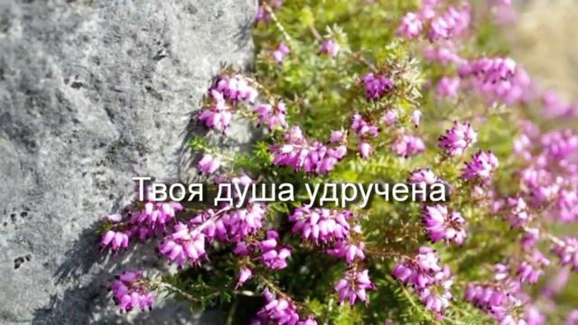 "Молись Христу" Караоке-Плюс исполняет Анжелика Вишн? смотреть онлайн