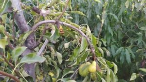 сорт груші "Маргарита Марилля"