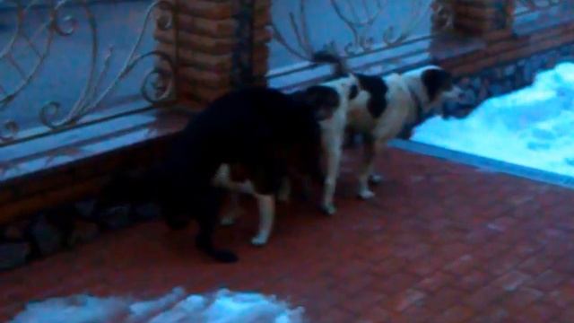 Панин и собаки смотреть онлайн