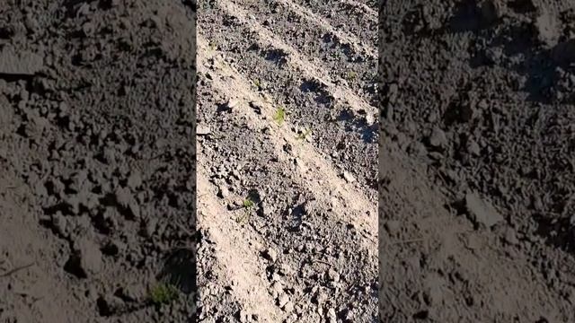 МОТОБЛОК МТЗ БЕЛАРУС, ОКУЧИВАНИЕ КАРТОФЕЛЯ ЕЖАМИ #мот? смотреть онлайн