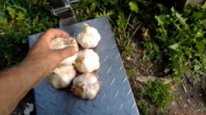 сколько чеснока в килограмме