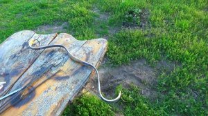 Маленький тугой лук Скифов