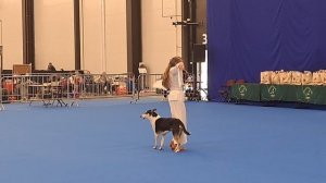 1000011531.mp4.Ирина Латинская.Чемпионат Р.К.Ф.по танцам с собаками.Экспофорум.Санкт-Петербург.2025.