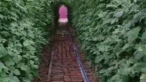 БЕСЕДКА ИЗ МАЛИНЫ СВОИМИ РУКАМИ 🐝
