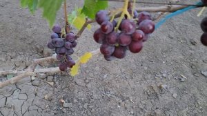 НОВИНКА!!! ГФ Винограда БИНГО БОНГО (КАЛУГИН В.М.). ТЕЛ: 89