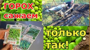 👩🌾 Хотите собрать большой урожай гороха?