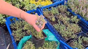 Тимьян лимоннопахнущий. Обрезка цветения