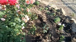 Роза Бургунд 81