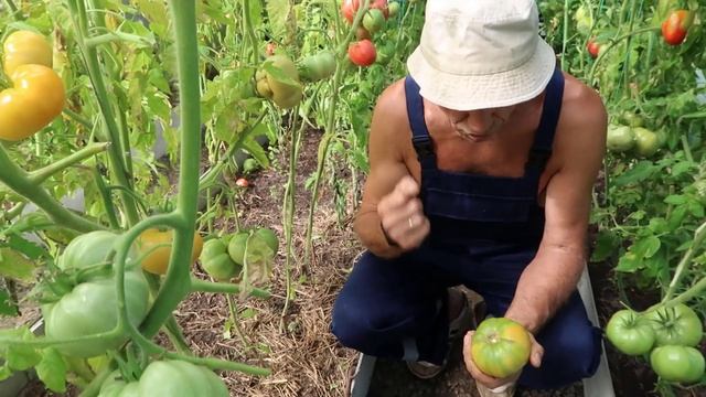 Обзор томатов сорта Сливочное масло и Бычье сердце и Т смотреть онлайн