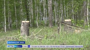 Несанкционированная свалка: в Крапивинском округе неизвестные скидывают стволы и ветки на пашню