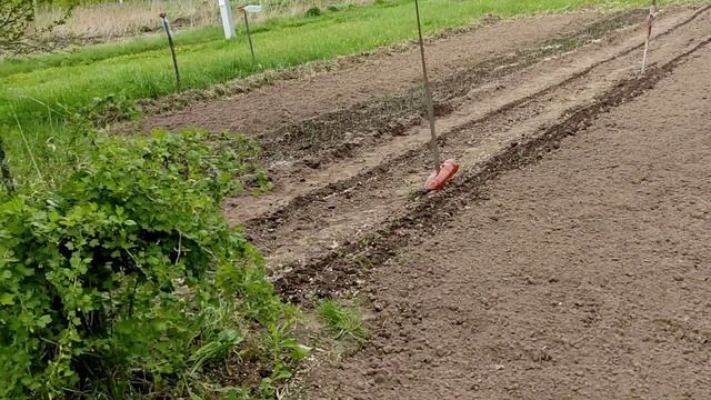 Актуальное. Обработка почвы на проекте Сапуново. Зубр МКТ-150. Нестандартные фрезы. 14052025.
