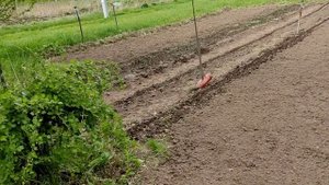 Актуальное. Обработка почвы на проекте Сапуново. Зубр МКТ-150. Нестандартные фрезы. 14052025.