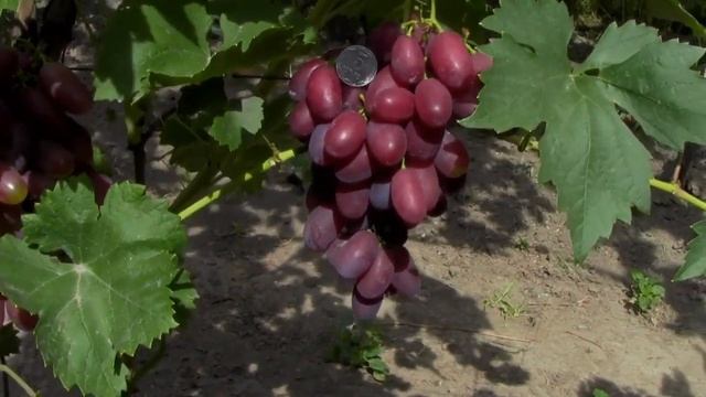 @Виноград Меркурій  Надранній, смачний і великий смотреть онлайн