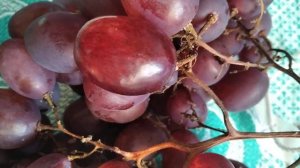 Виноград Красноярска. Сергей Будрис.