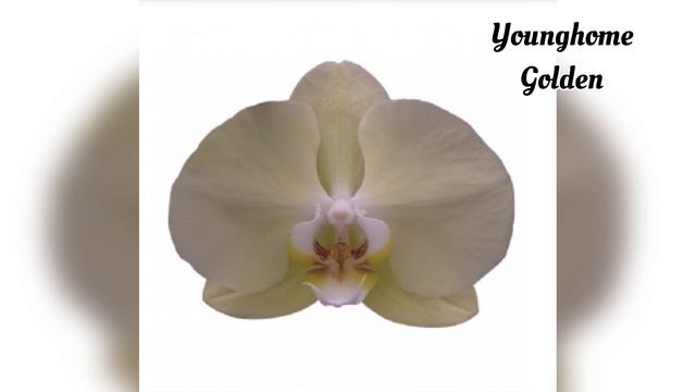 💙💛Азіатські ОРХІДЕЇ💚ВЕЛИКИЙ КАТАЛОГ‼️ #phalaenopsis Youn смотреть онлайн