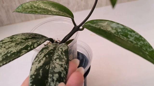 Взрослые хойи. Излишки. смотреть онлайн