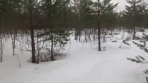 отечественные очевидцы снежного человека +