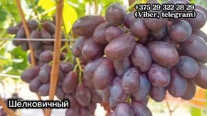 Басанти, Шелковичный, Минор. Виноград на 2 сентября 2024.
