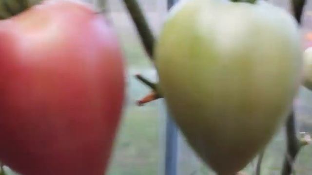 ТОМАТЫ. Обзор новых сортов томатов в теплице. г. Киров смотреть онлайн