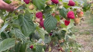 🔥Ремонтатная малина Джоан Джей. Урожайный сорт.💥