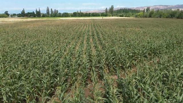 Гибрид: Дорка МГТ (ФАО 190), Оргочор айылы, Жети-Өгүз р-ну смотреть онлайн