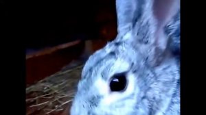 Охота на Зайца!  Приколы