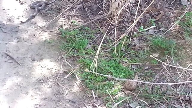 Кошка жрёт змею смотреть онлайн