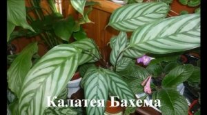 Комнатные растения подборка