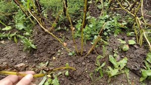 Почему раньше времени пожелтела ботва у картошки, что