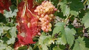 столовые сорта винограда 30 8 24