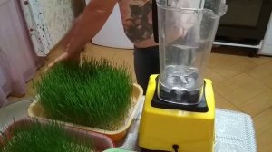 коктейль из пророщенной пшеницы