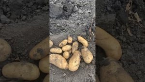 Картофель «Барс» или Белый лапоть»