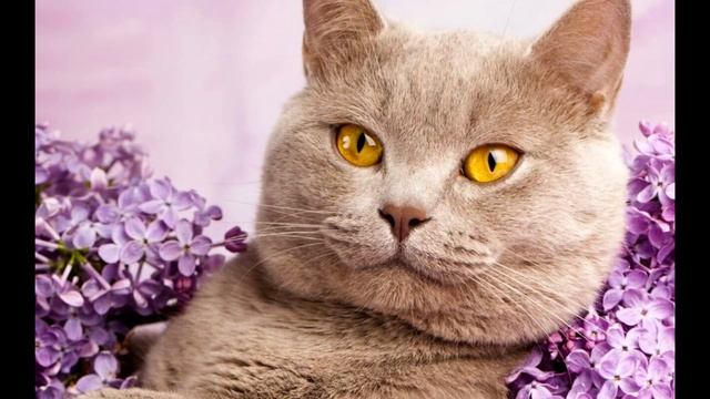 Ожидайте комикс^^. смотреть онлайн