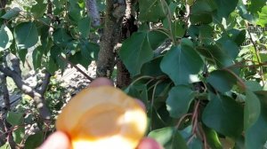 Абрикос харгранд