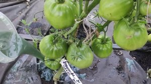1 литр под томаты, перцы, огурцы и они не болеют, дадут много урожая, сладкие и вкусные