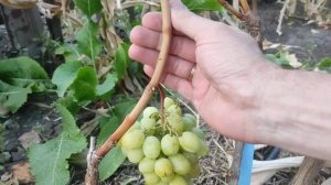 Виноград Grape Dream, Манго, к-ш Сладкий мир, к-ш Титан приви?