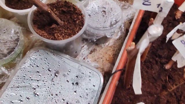 Укоренение черенков винограда в кильчеваторе смотреть онлайн