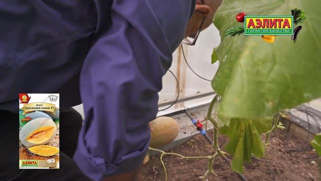 Сладкие и оригинальные ДЫНИ, которые мы рекомендуем к смотреть онлайн