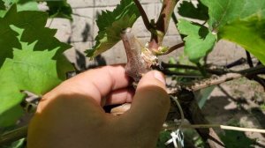Когда снимать прививочную ленту с прививки винограда?
