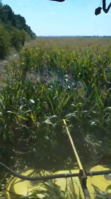 Сбор силосной кукурузы. Обзор из кабины комбайнера смотреть онлайн