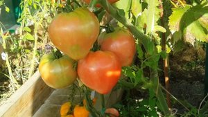 Томат "Косово" 5.9 кг с 1 куста