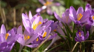 4К Видео тест Sony A6500 +  Sony E 55-210mm F4.5-6.3 OSS (SEL55210)