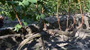 Виноград Киевлянка неукрывной