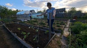 БАКЛАЖАНЫ и ОГУРЦЫ на одной грядке/Накрываем грядку легко и просто/