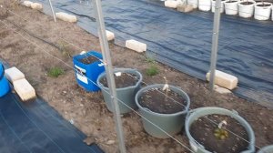 Первая подкормка винограда весной