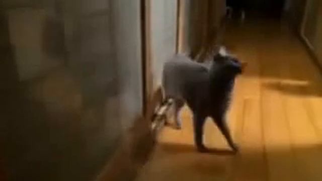 Новые приколы с Животными,ПодПивко