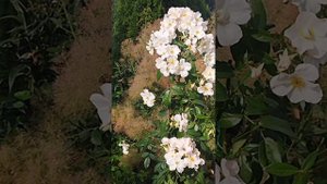 #38. Мускусная роза Салли Холмс и подготовка ее к зиме.