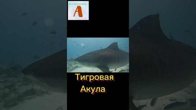 Морские обитатели. Морские животные. Детское познавательно видео.mp4 смотреть онлайн